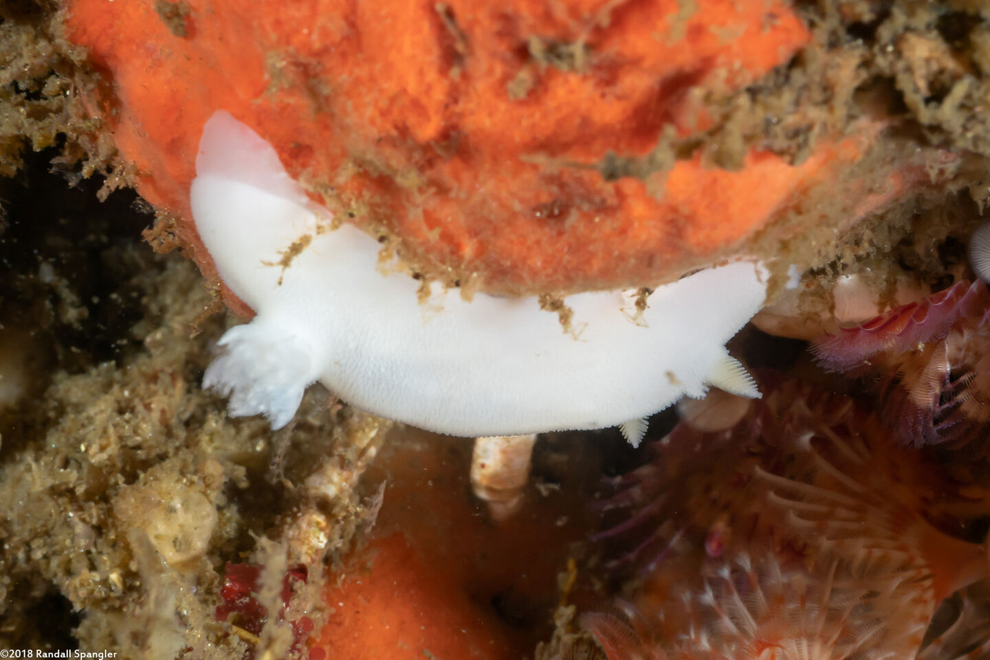 Diaulula sandiegensis (San Diego Dorid); Unusual one without rings