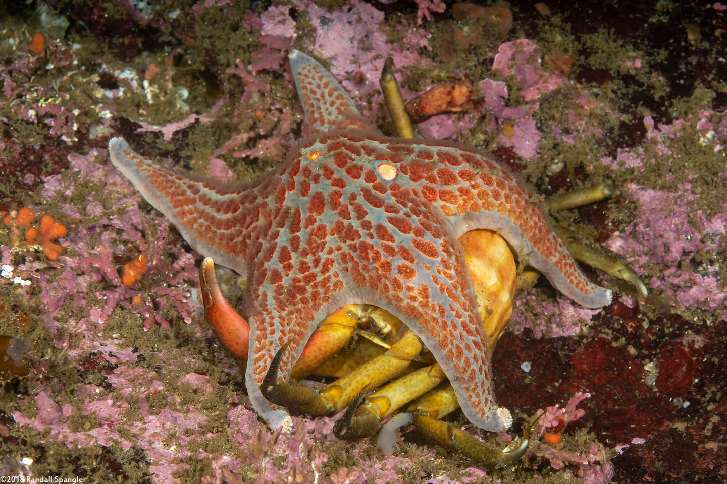 Dermasterias imbricata (Leather Star); Eating a northern kelp crab