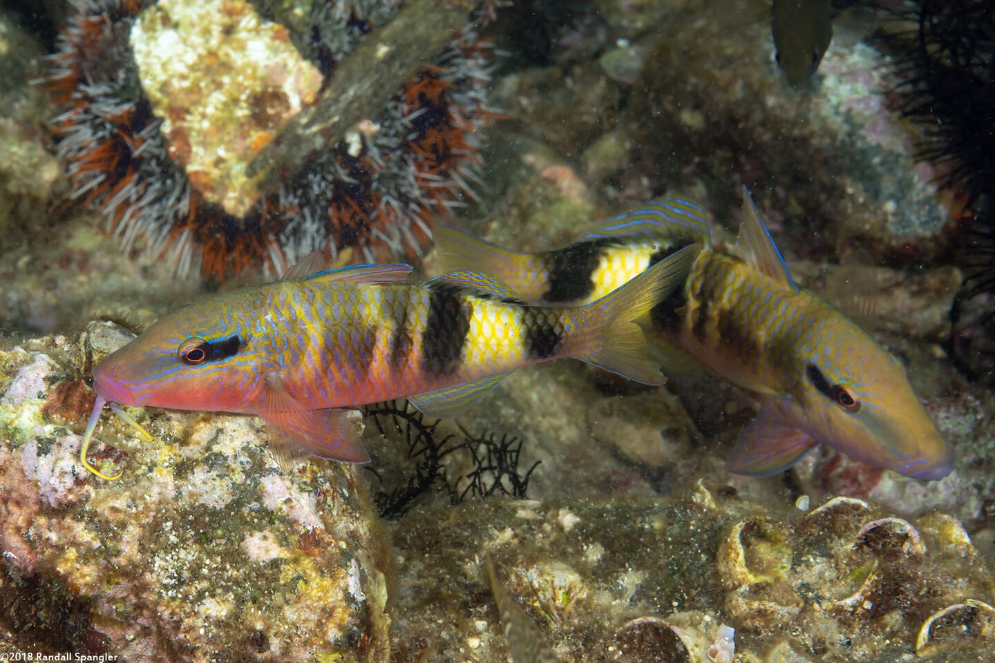 Parupeneus multifasciatus (Manybar Goatfish)