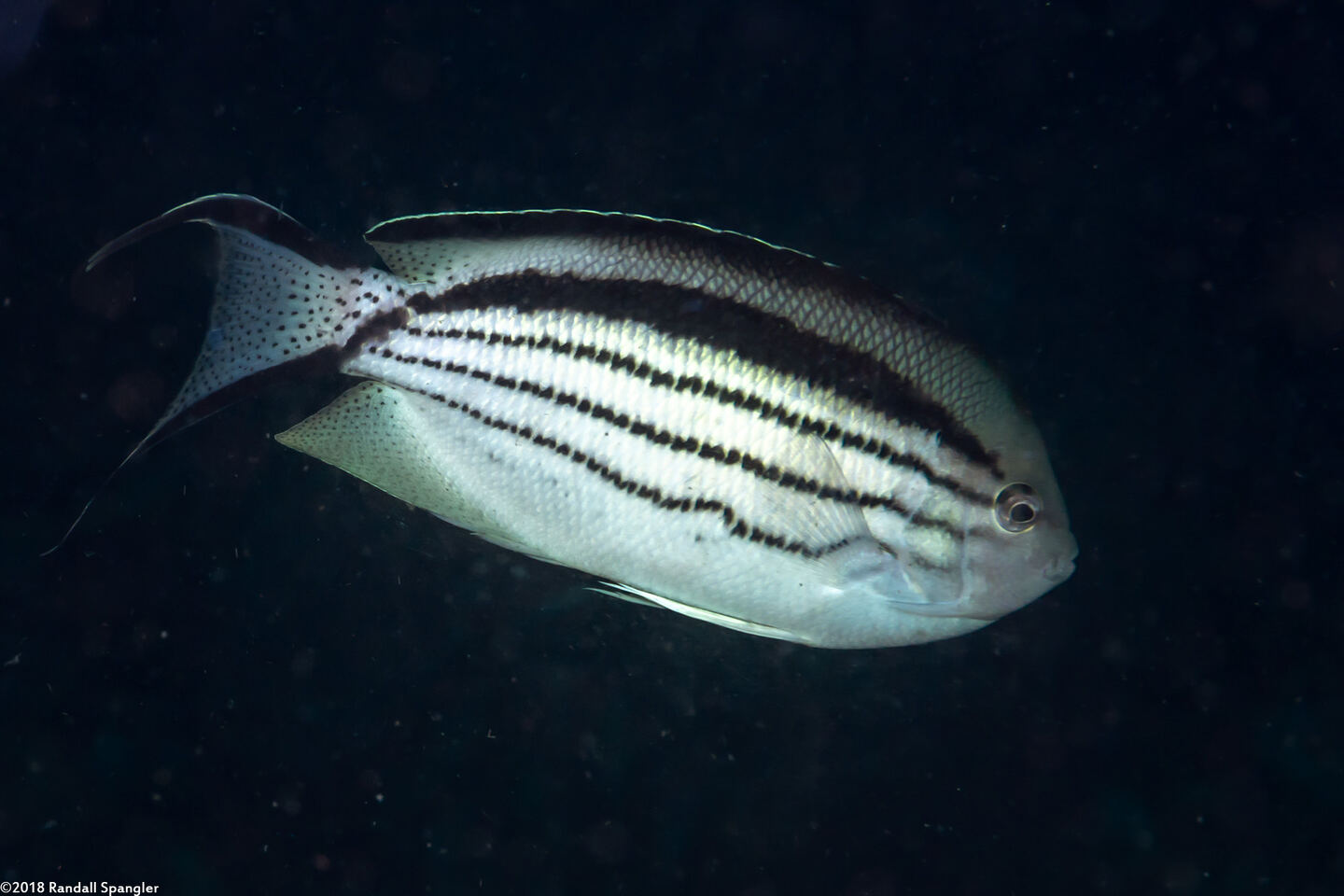 Genicanthus lamarck (Blackstriped Angelfish)