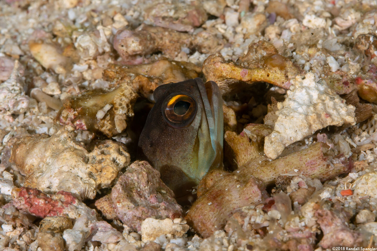 Opistognathus randalli (Yellowbarred Jawfish)