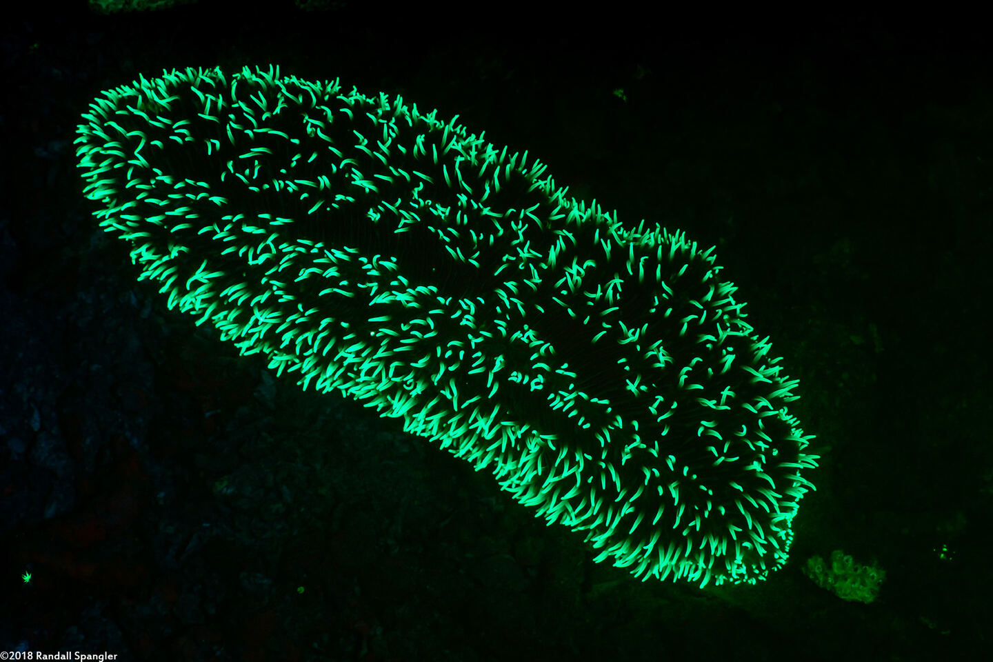 Polyphyllia talpina (Slipper Coral)