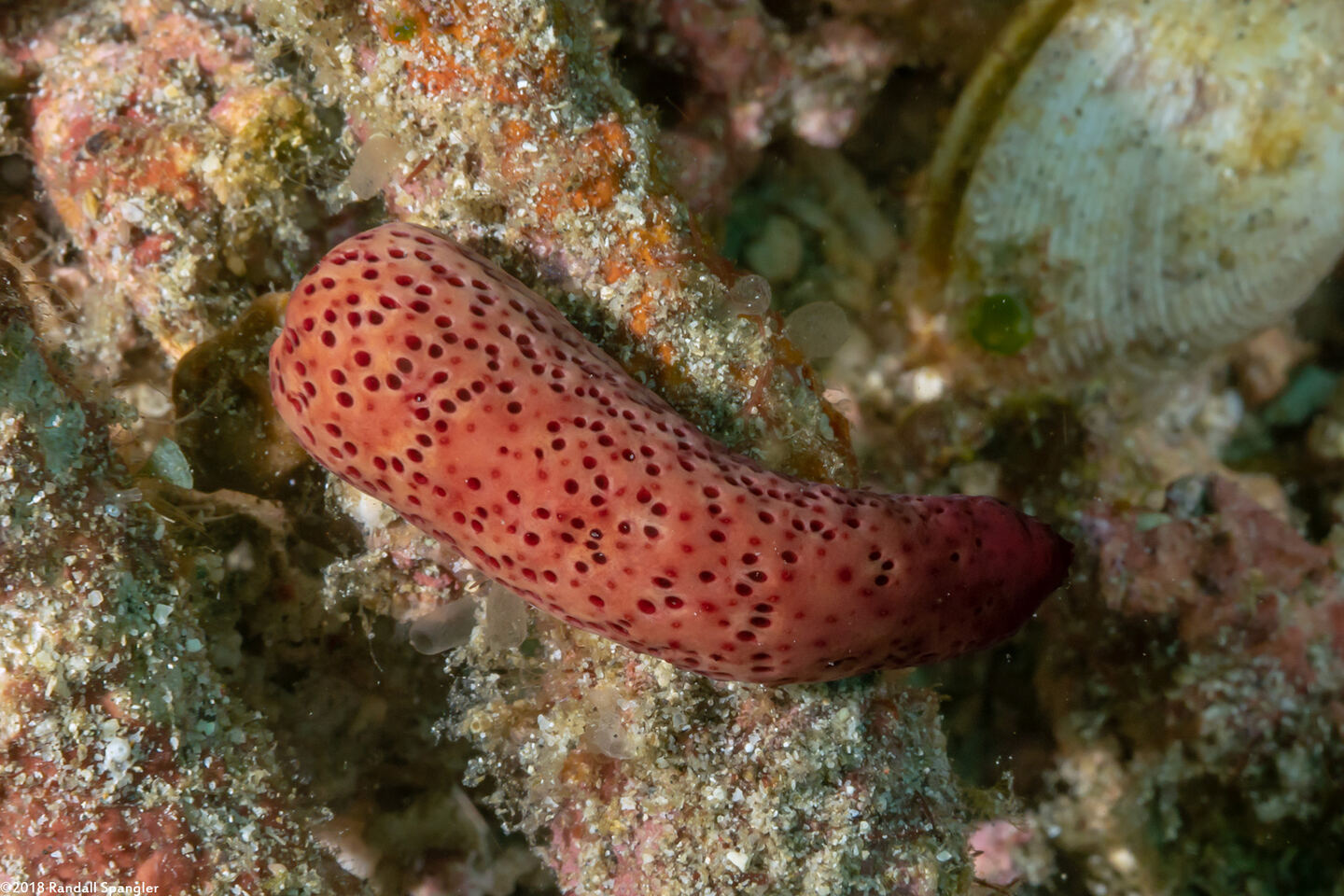 Echinaster luzonicus (Luzon Sea Star); Arm dropped by sea star to reproduce