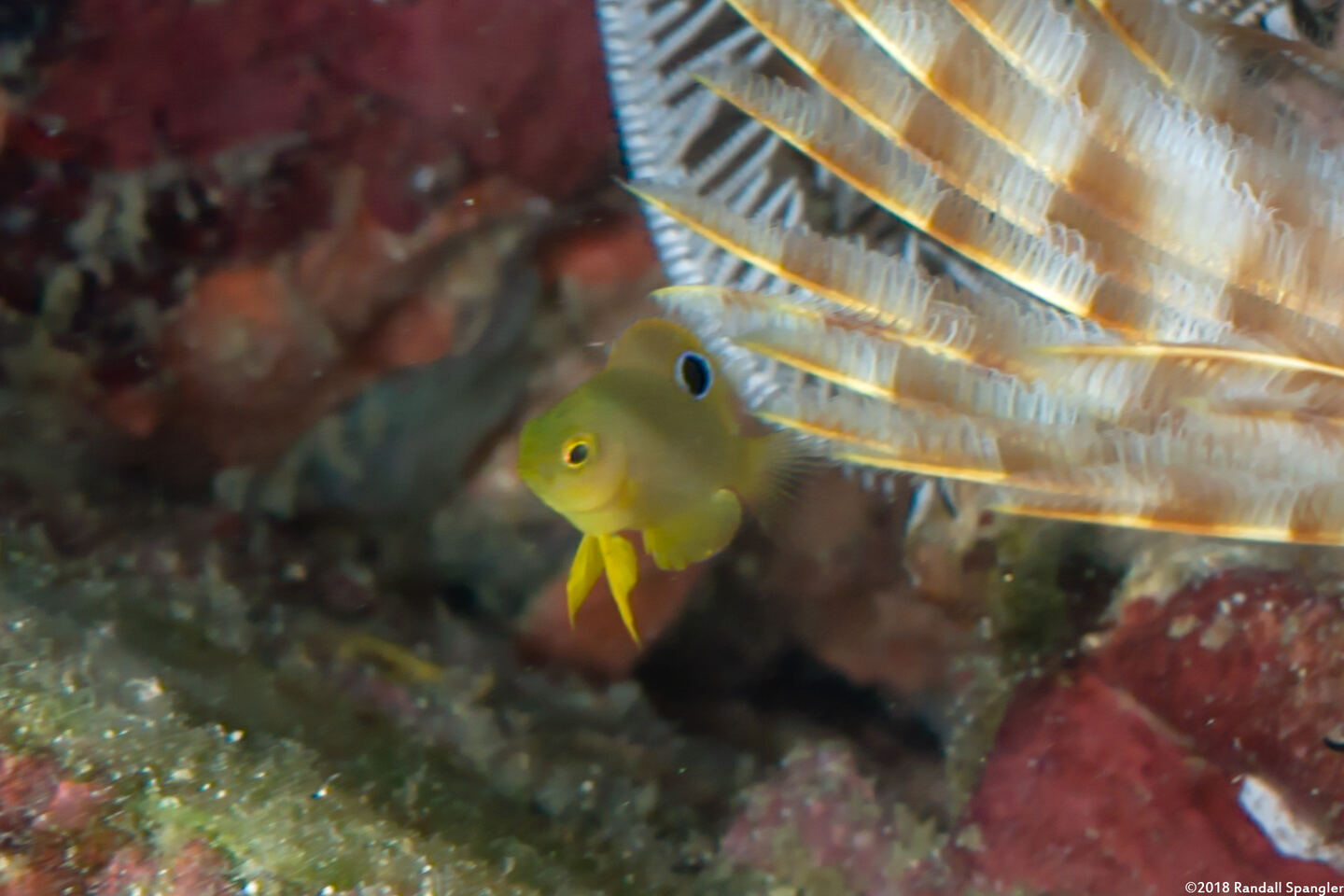 Pomacentrus amboinensis (Ambon Damsel); Tiny juvenile; compare to brittle star and feather duster worm
