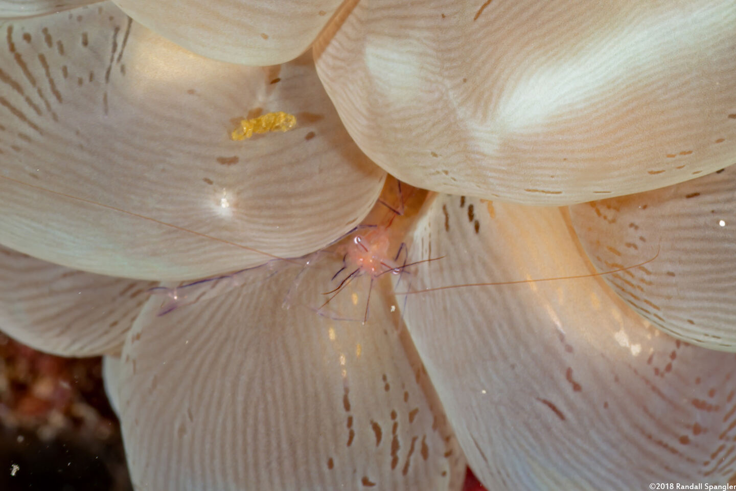 Vir philippinensis (Bubble Coral Shrimp)
