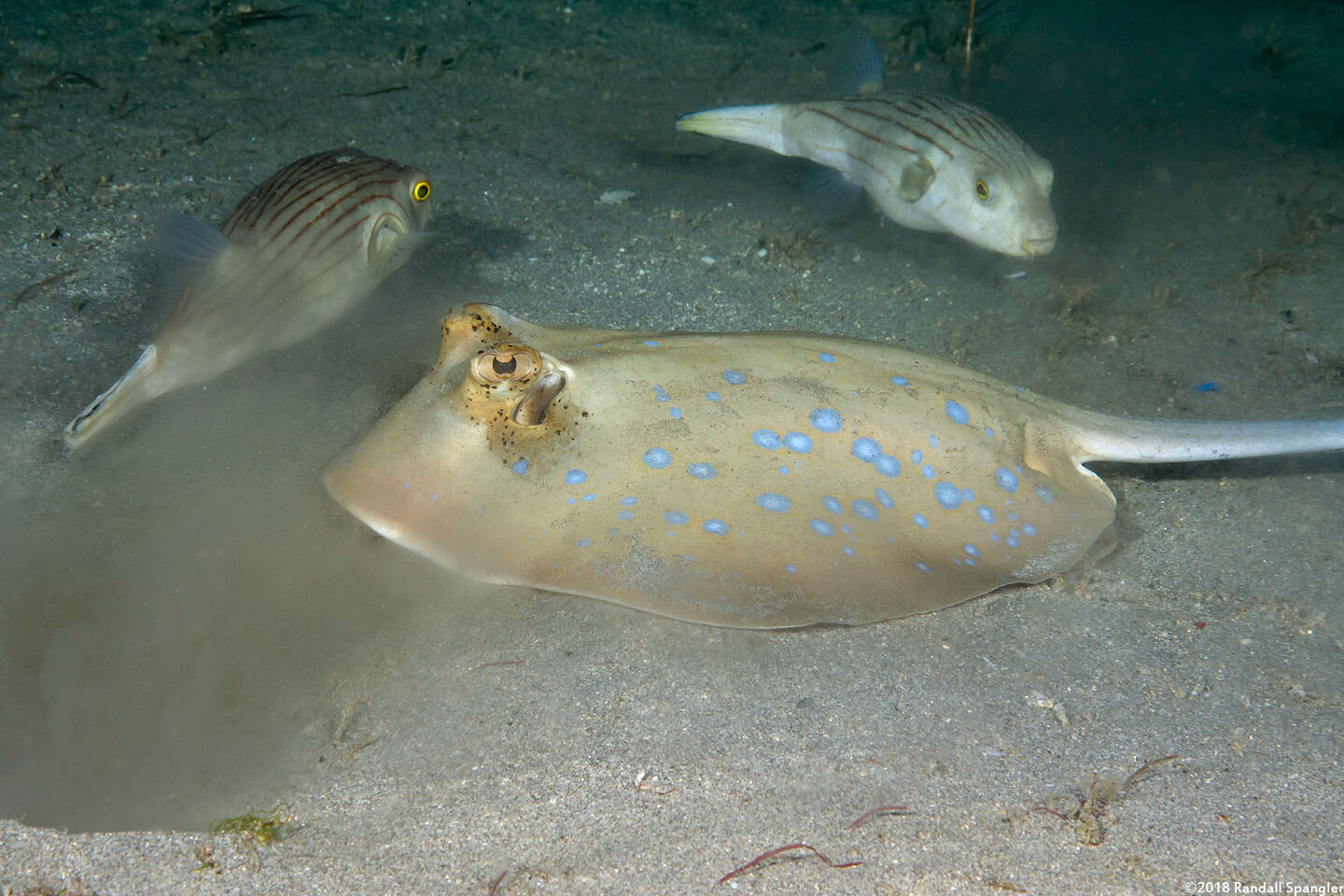 Arothron manilensis (Striped Puffer); Puffers hunting for food stirred up by the stingray