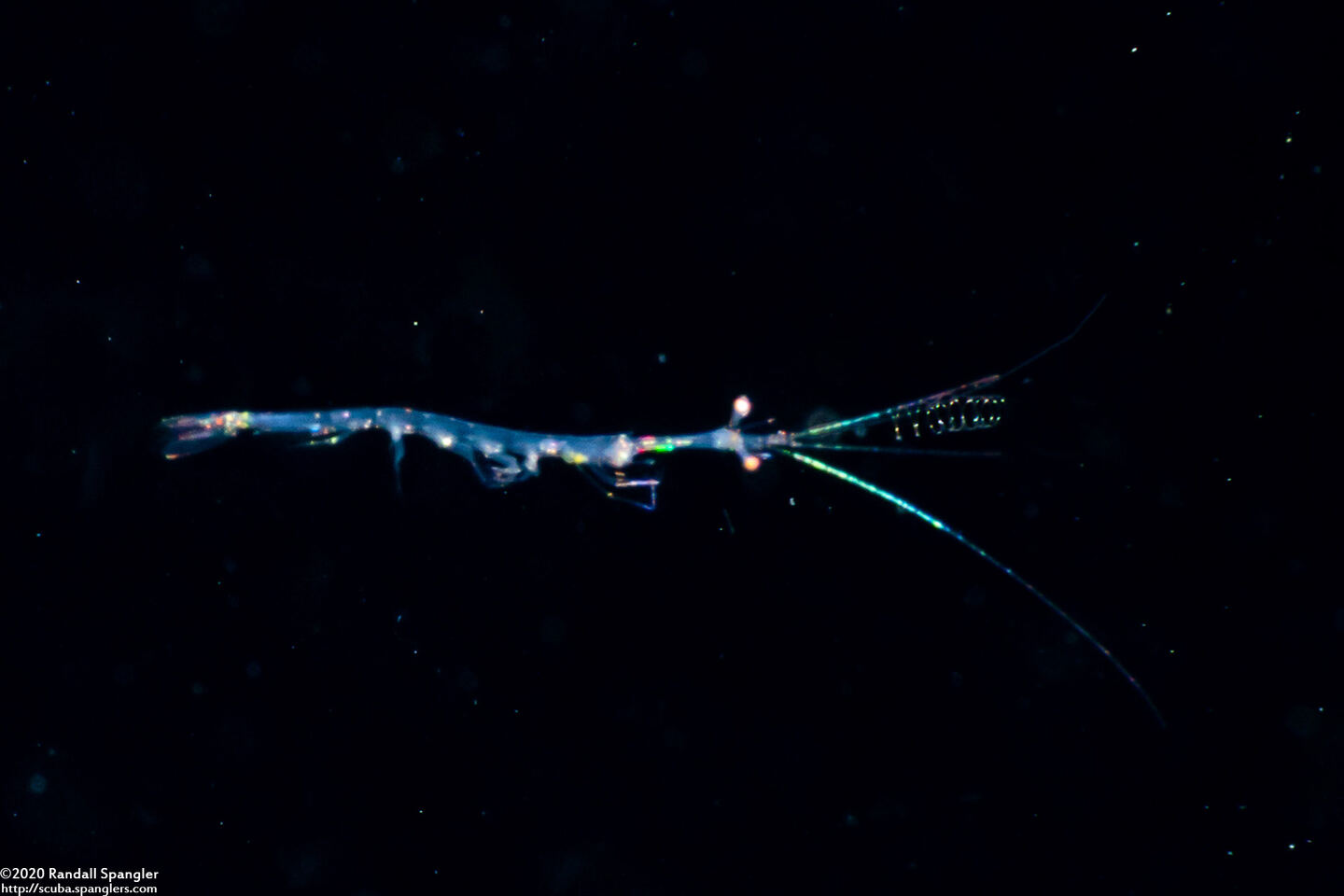 Lucifer sp.1 (Planktonic Shrimp)