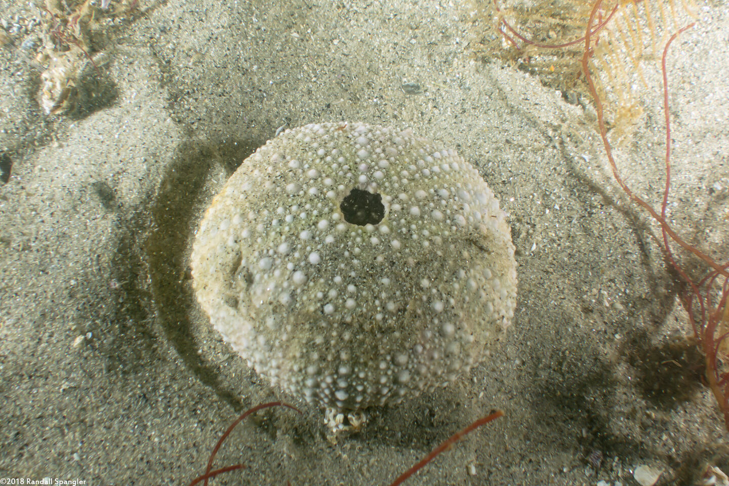Strongylocentrotus purpuratus (Purple Sea Urchin); Urchin test (skeleton)