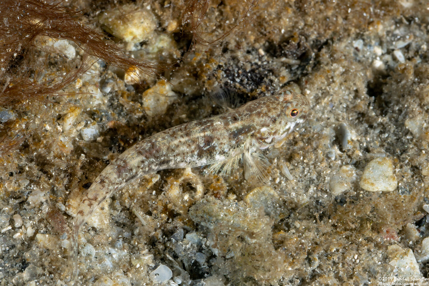 Coryphopterus dicrus (Colon Goby)