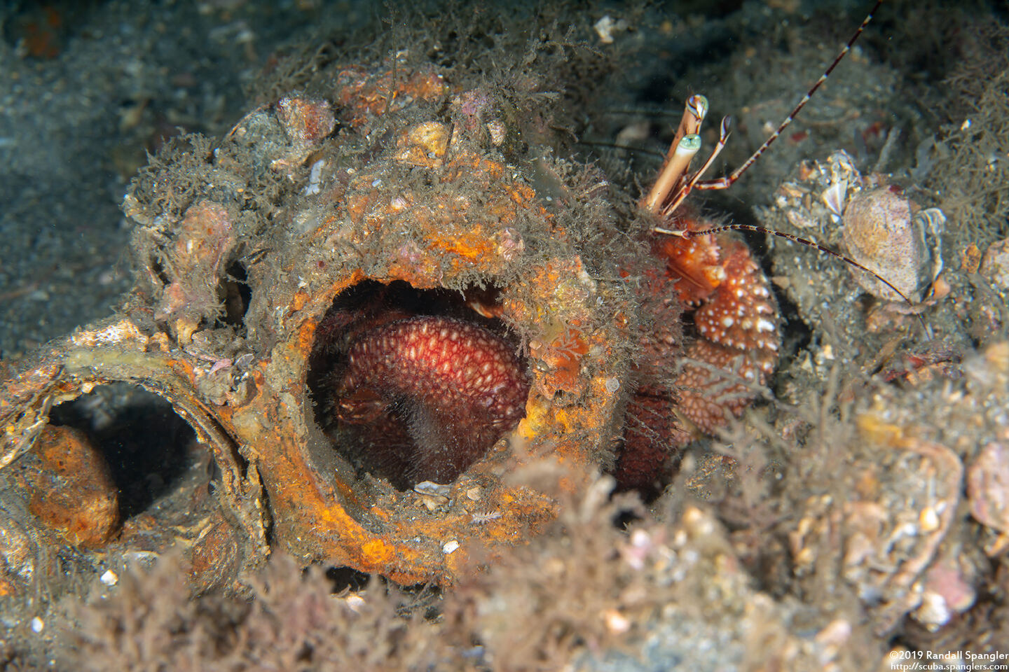 Petrochirus diogenes (Giant Hermit Crab); In a piece of debris where its soft body is visible