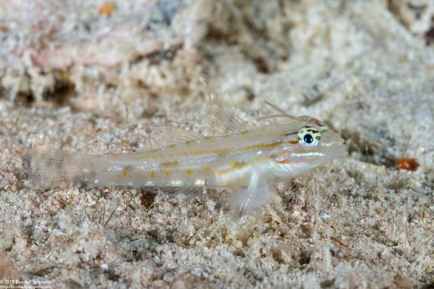 Coryphopterus venezuelae (Sand-Canyon Goby); With a parasite on its head
