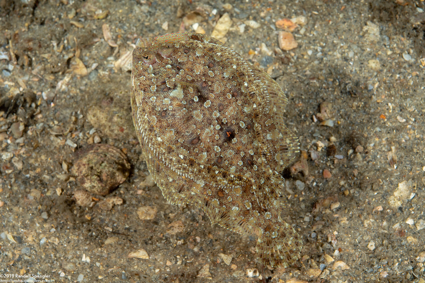 Bothus ocellatus (Eyed Flounder)