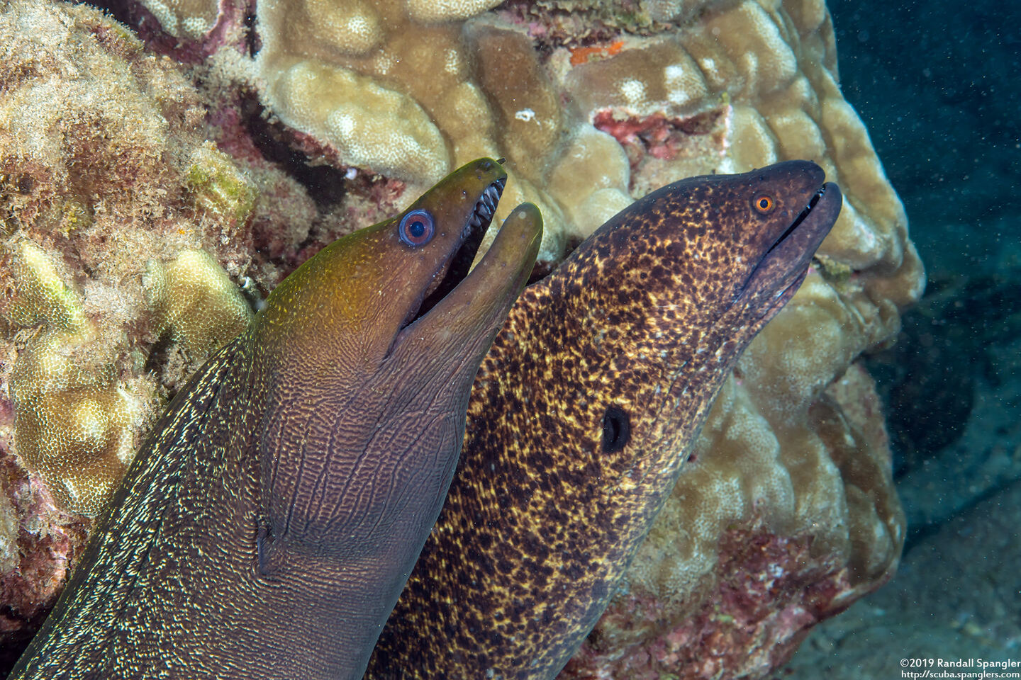 Gymnothorax flavimarginatus (Yellowmargin Moray); Two morays sharing a hole