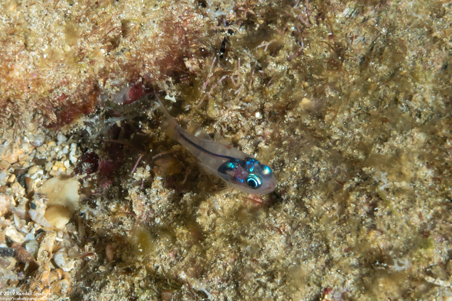 Apogon erythrinus (Hawaiian Ruby Cardinalfish)