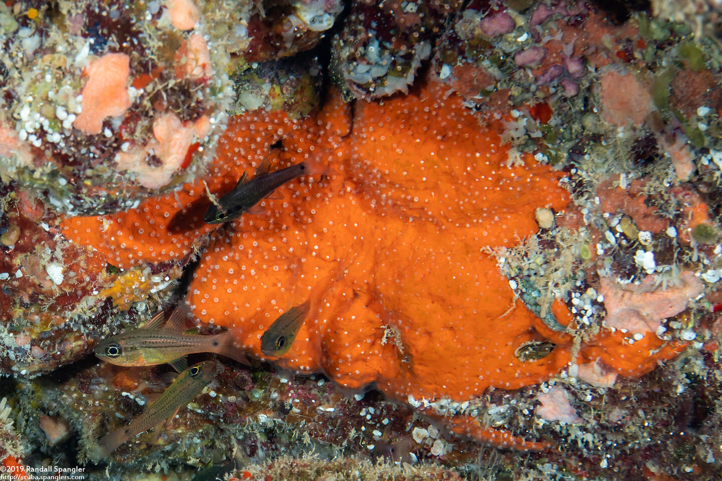 Timea sp.1 (Orange Hydroid Sponge)