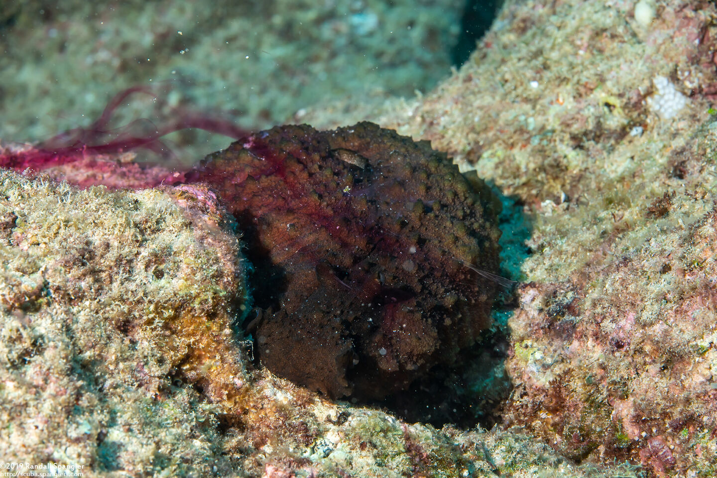 Dolabella auricularia (Eared Sea Hare); It squirts purple ink when disturbed