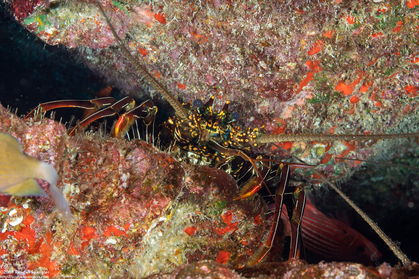 Panulirus penicillatus (Pronghorn Spiny Lobster)