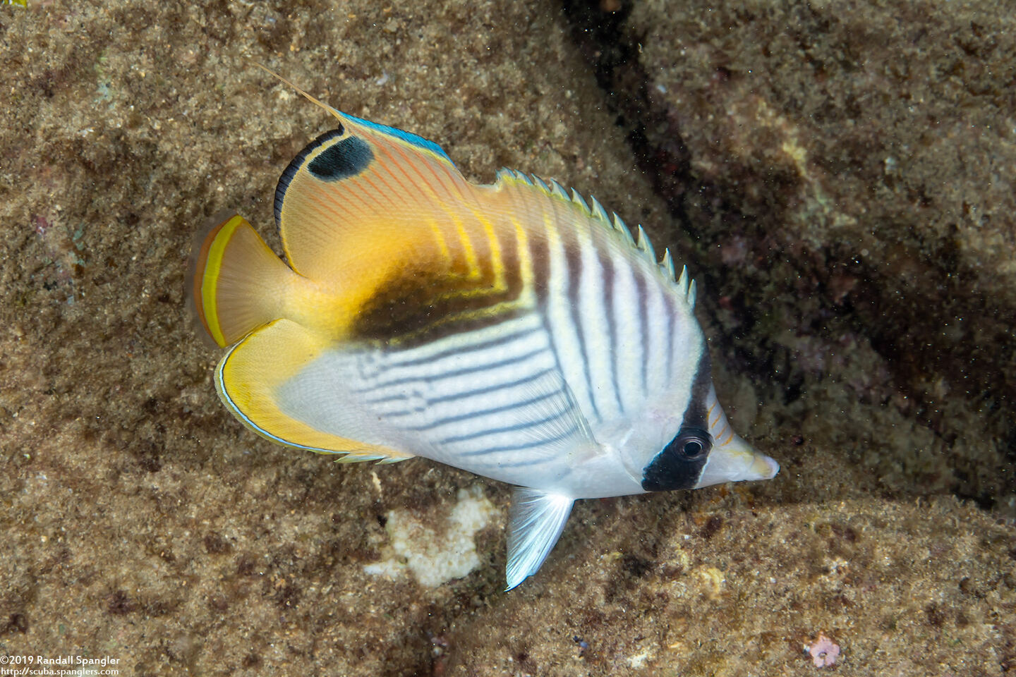 Chaetodon auriga (Threadfin Butterflyfish); Note the eel bite on the dorsal fin