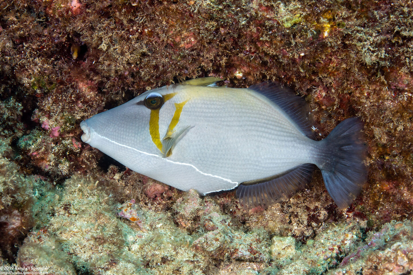Sufflamen bursa (Scythe Triggerfish); Using its trigger-like fin to wedge itself into a crevice