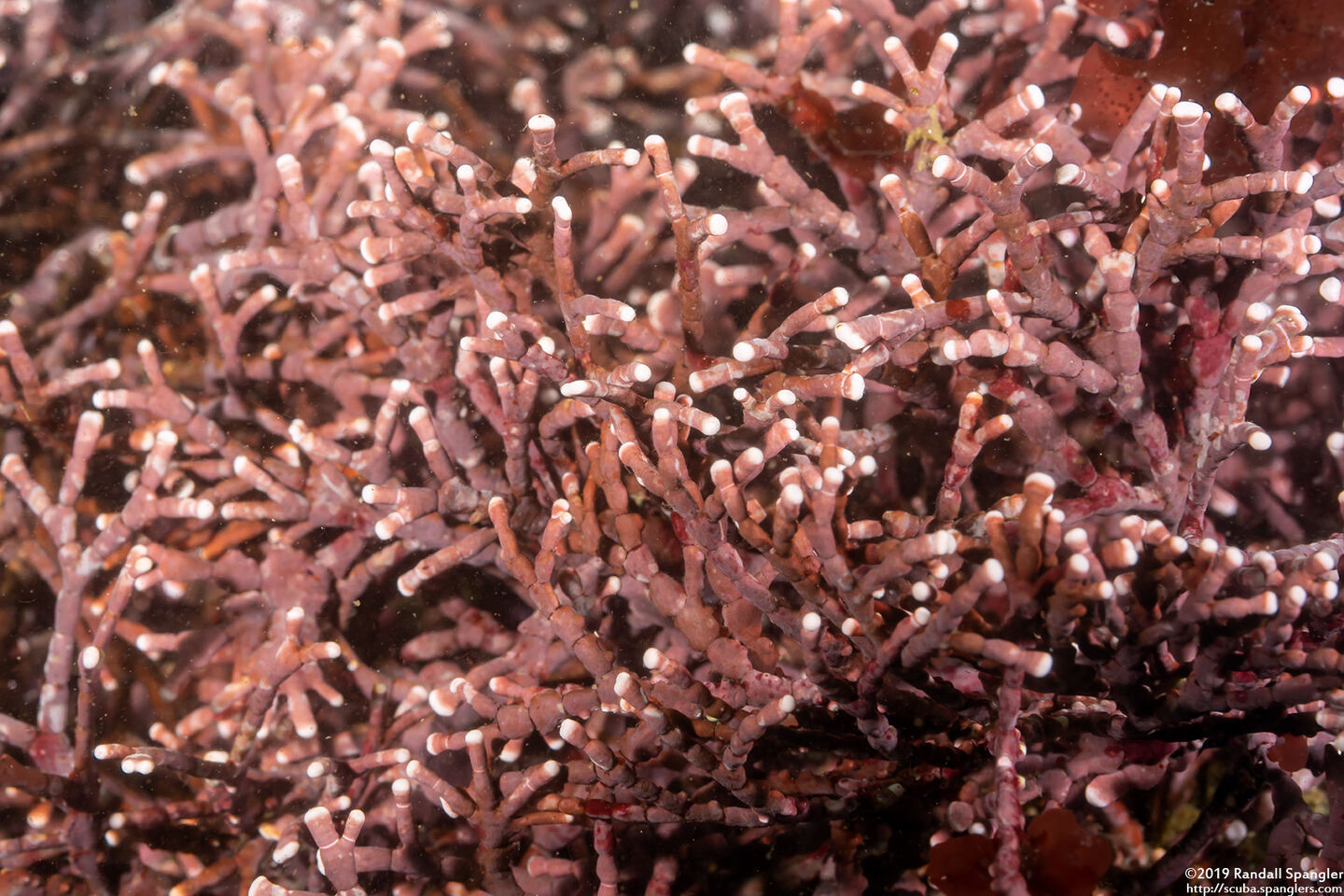 Calliarthron sp.1 (Articulated Coralline Algae)