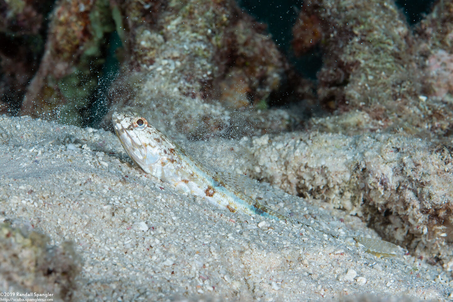 Synodus dermatogenys (Clearfin Lizardfish)