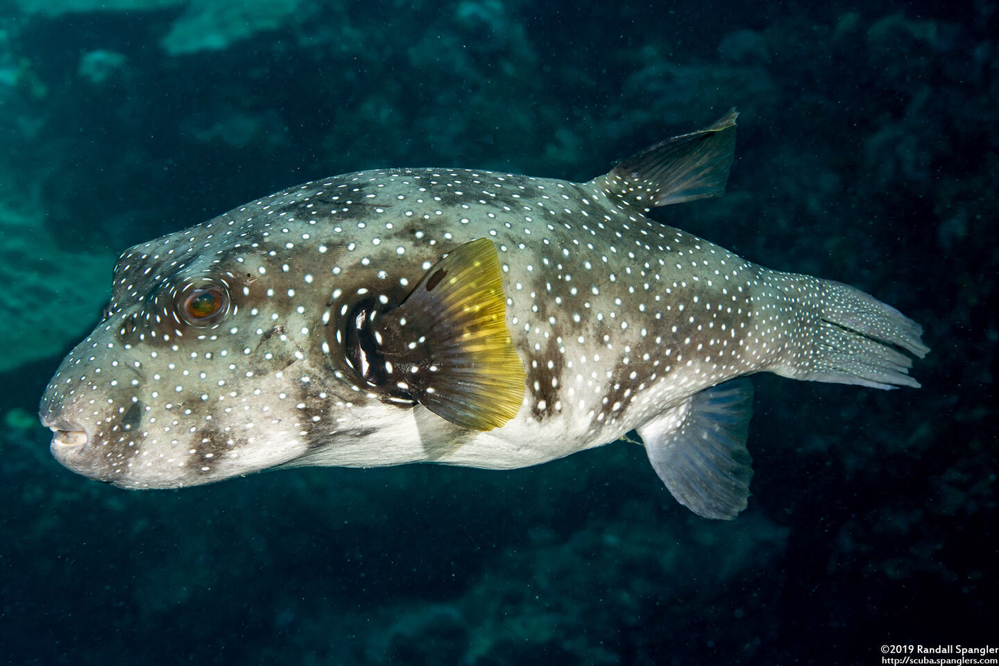 Arothron hispidus (White-Spotted Puffer)