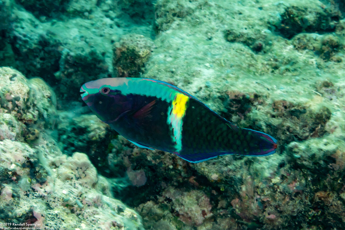 Scarus schlegeli (Yellowbar Parrotfish)