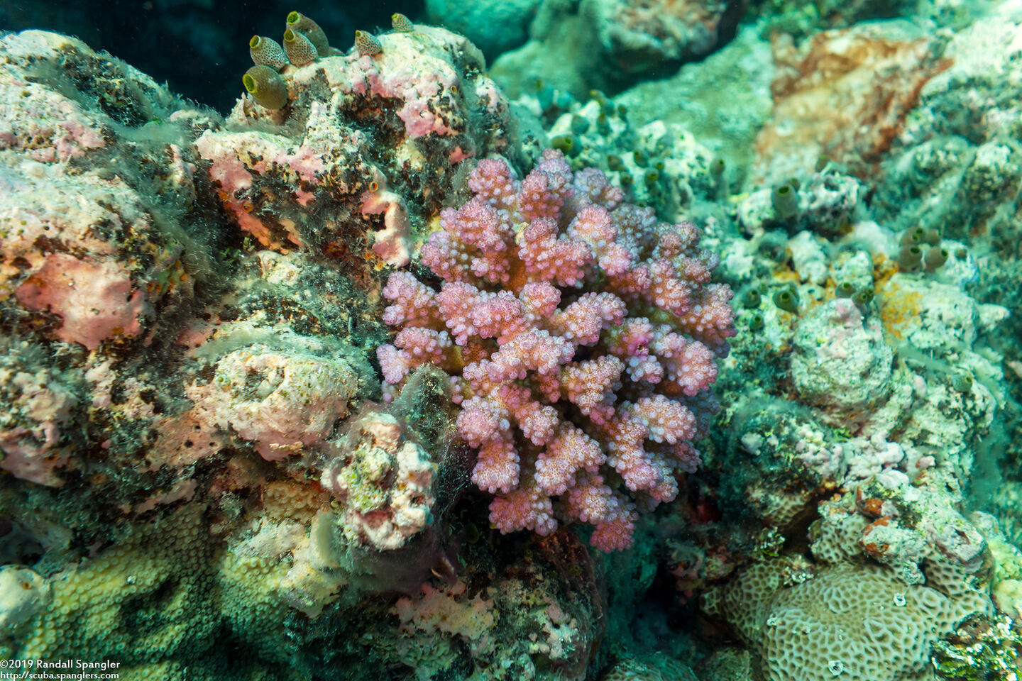 Pocillopora verrucosa (Pocillopora Verrucosa)