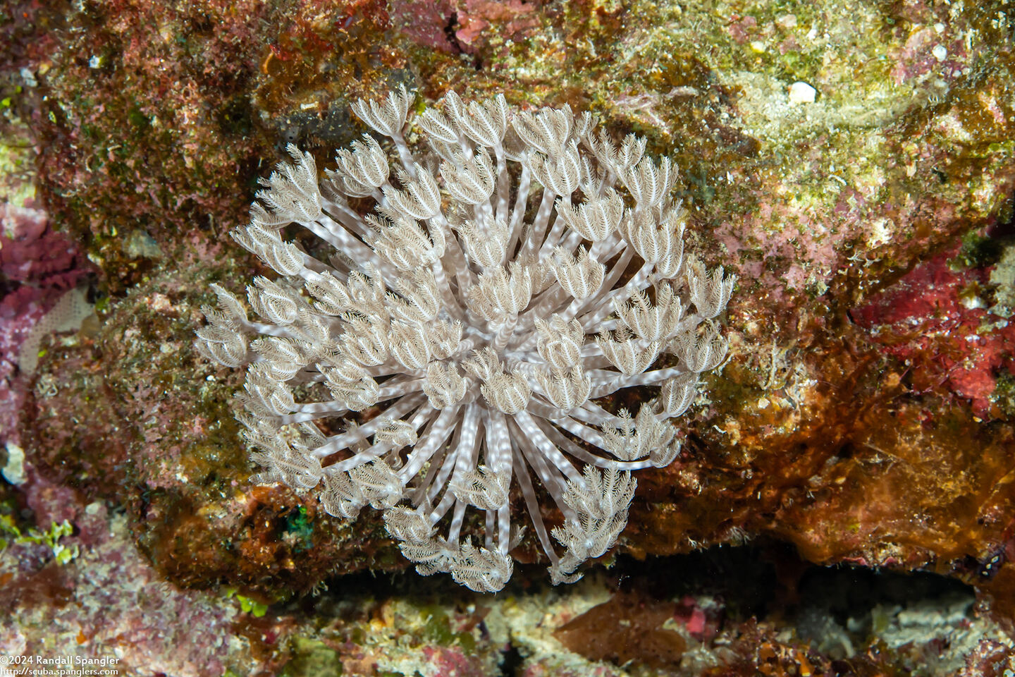 Heteroxenia fuscescens (Heteroxenia Fuscescens)