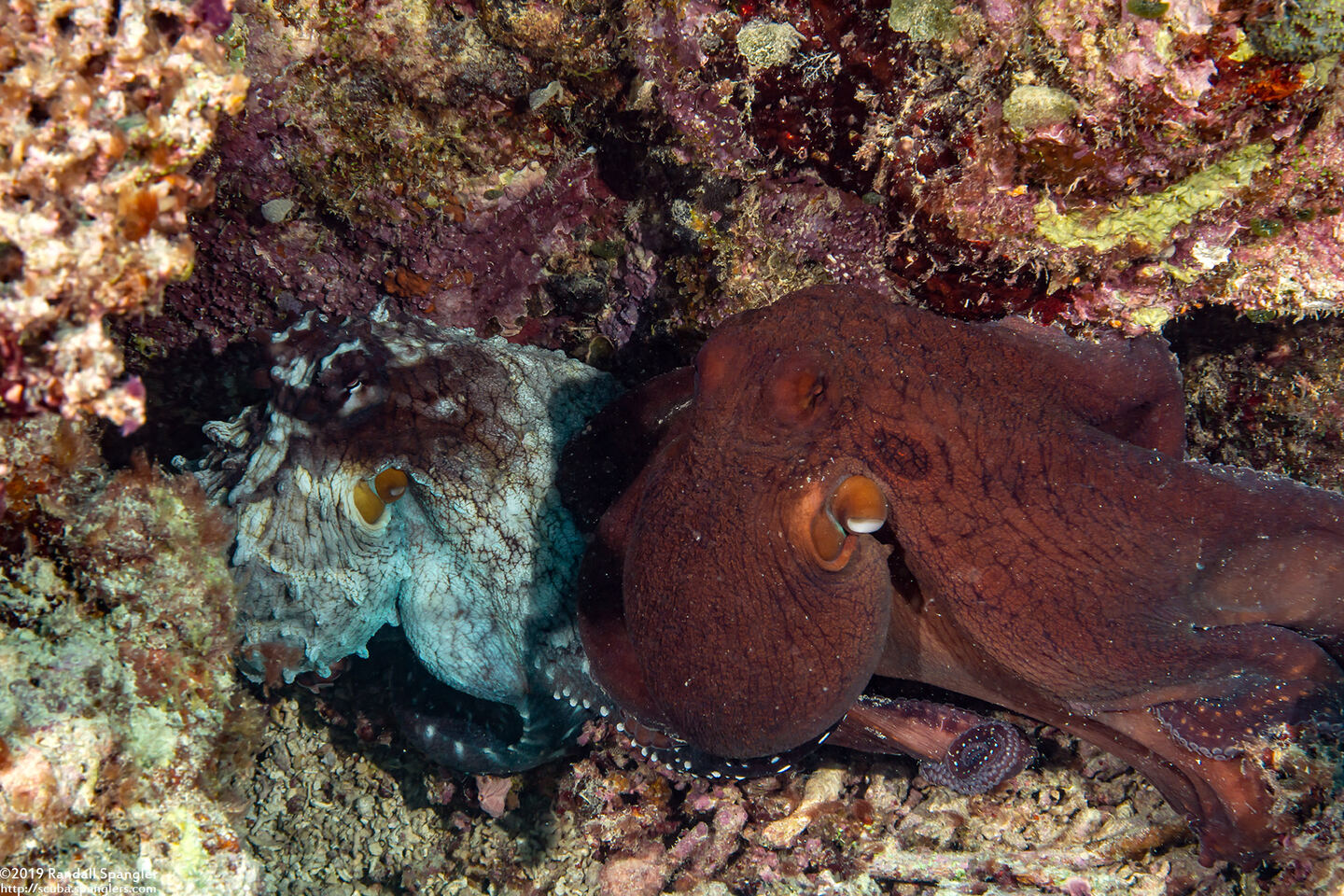 Octopus cyanea (Day Octopus); Mating