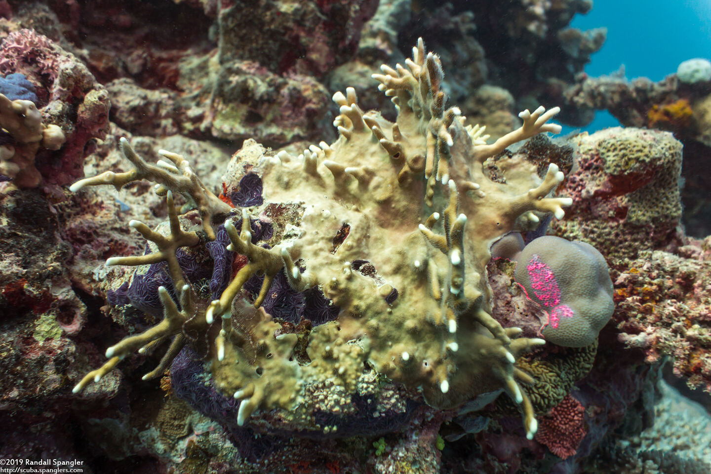 Millepora sp.1 (Encrusting Fire Coral)