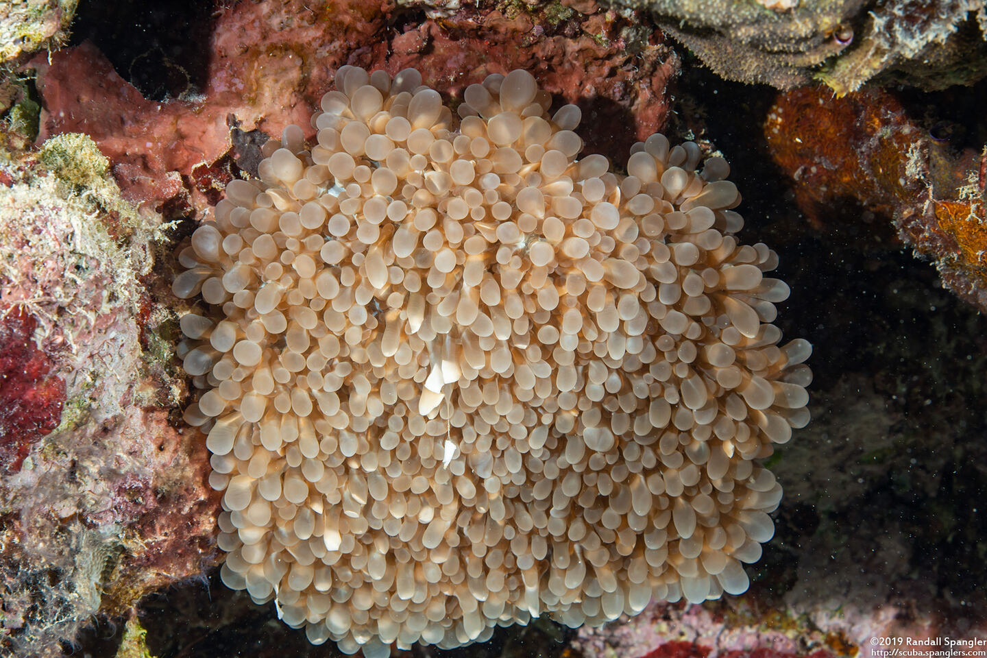 Physogyra lichtensteini (Grape Coral)