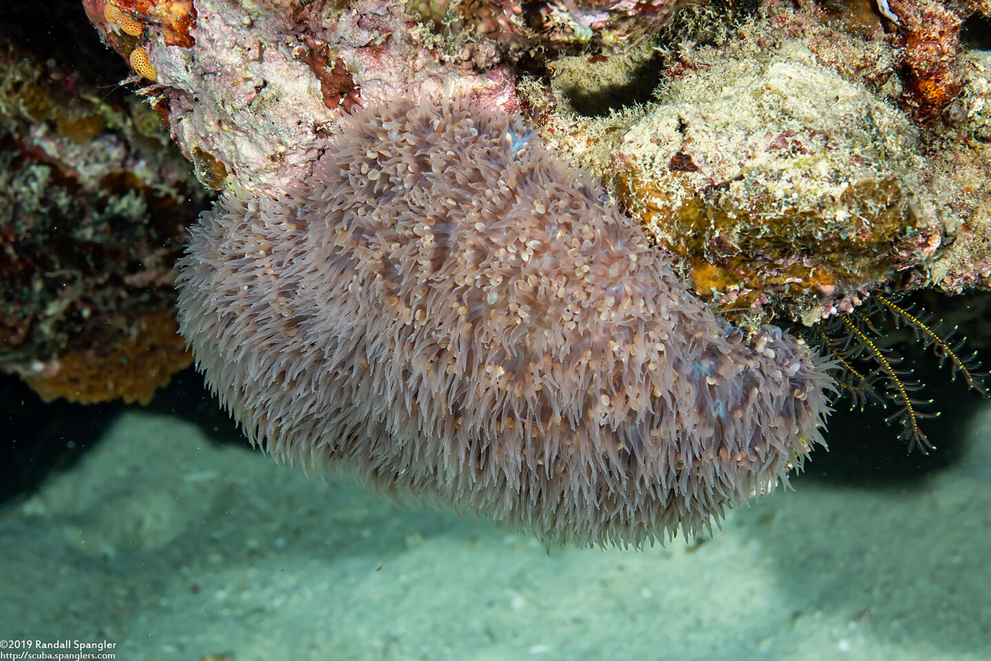 Physogyra lichtensteini (Grape Coral)