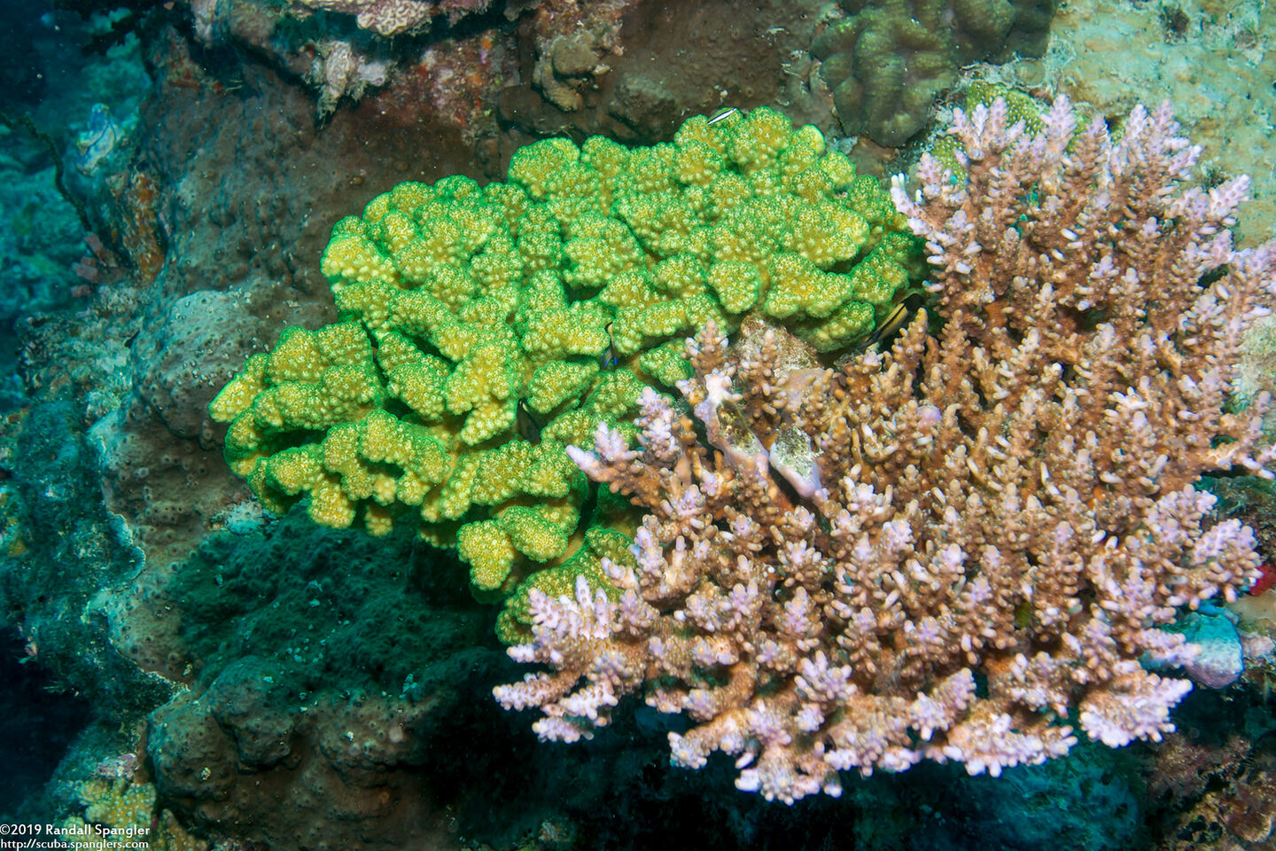 Pocillopora verrucosa (Pocillopora Verrucosa)