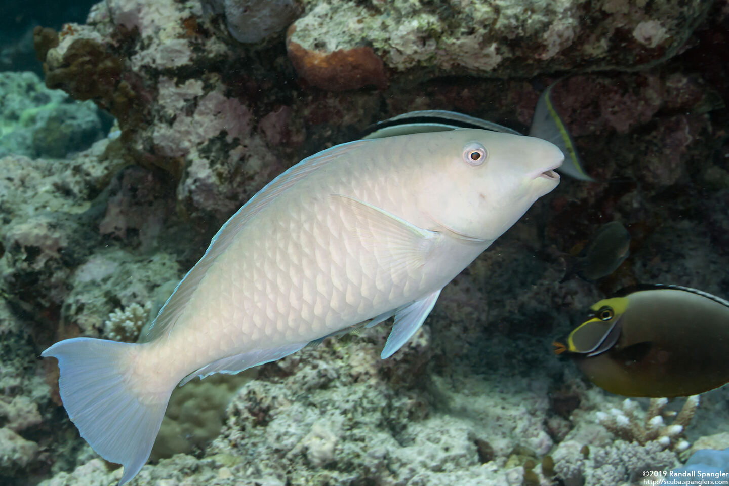 Hipposcarus longiceps (Pacific Longnose Parrotfish)