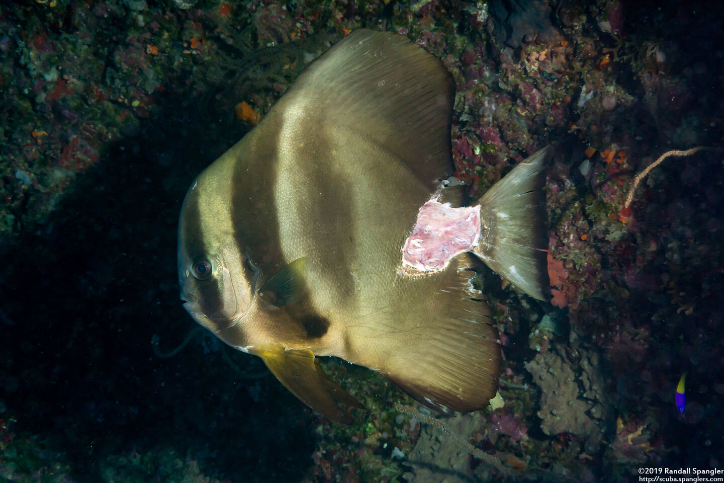 Platax teira (Longfin Spadefish); Something took a bite out of this one