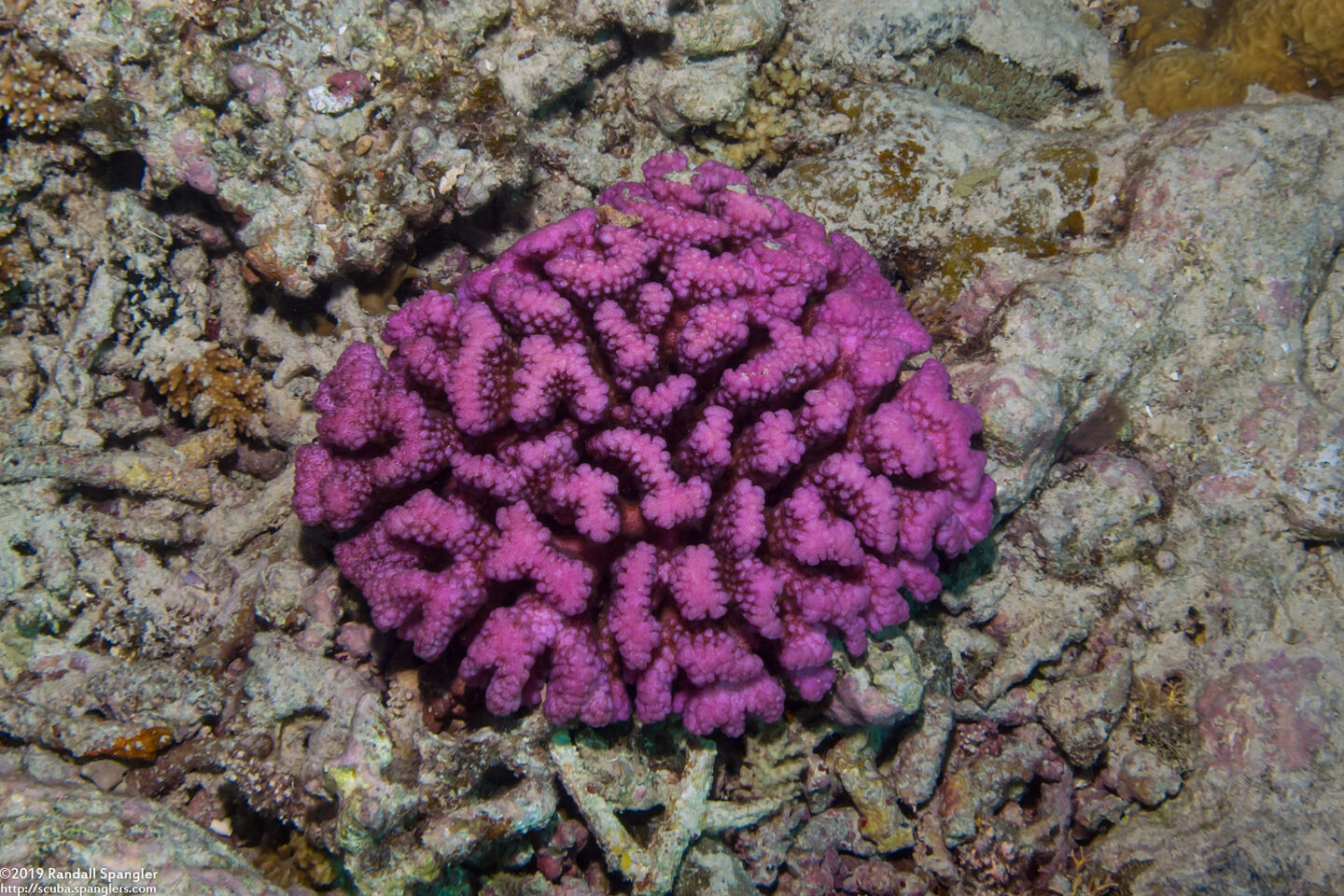 Pocillopora meandrina (Cauliflower Coral)