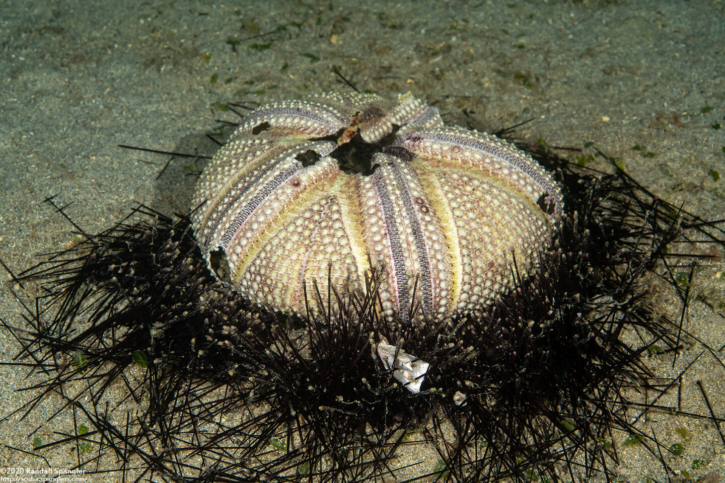 Astropyga radiata (Radiant Sea Urchin); Urchin test (skeleton)