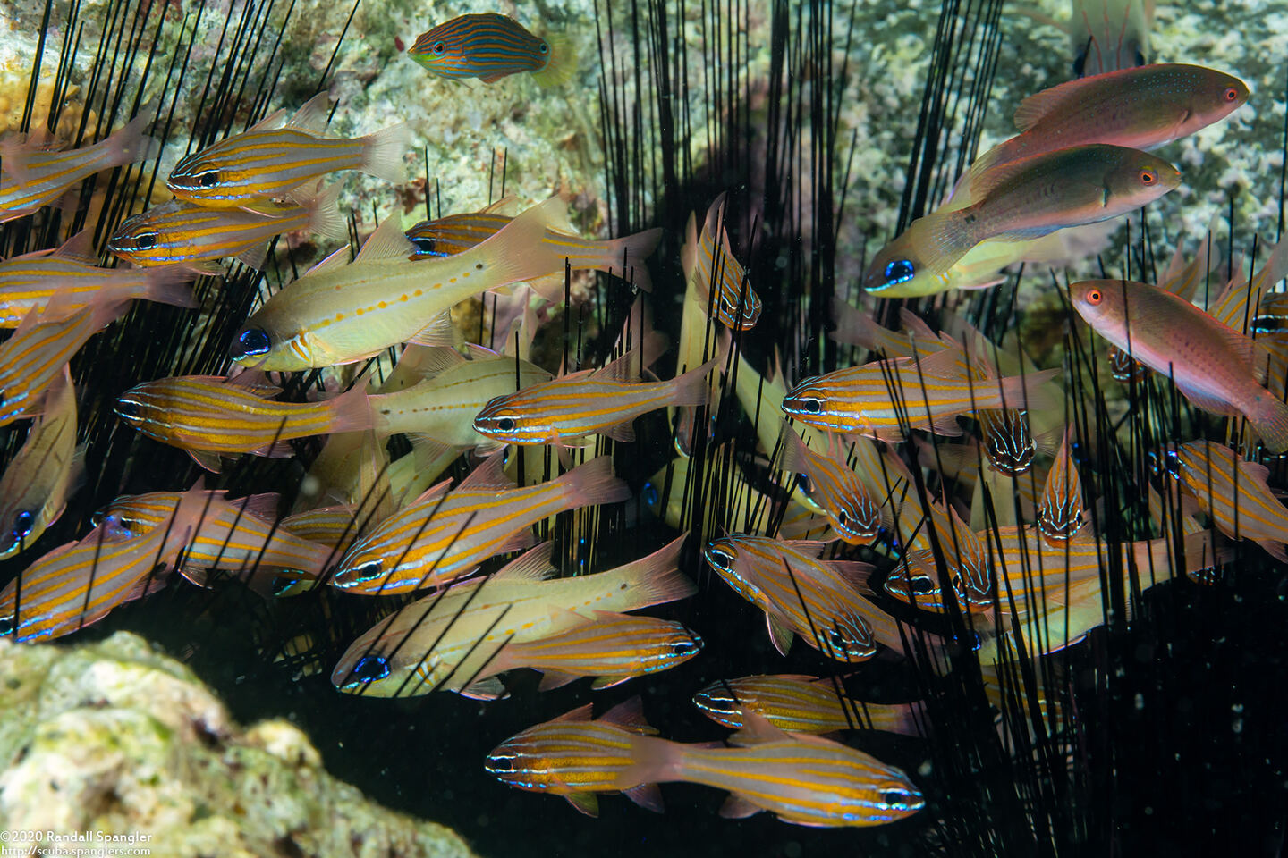 Ostorhinchus chrysotaenia (Yellowlined Cardinalfish); Cardinalfish sheltering in urchins
