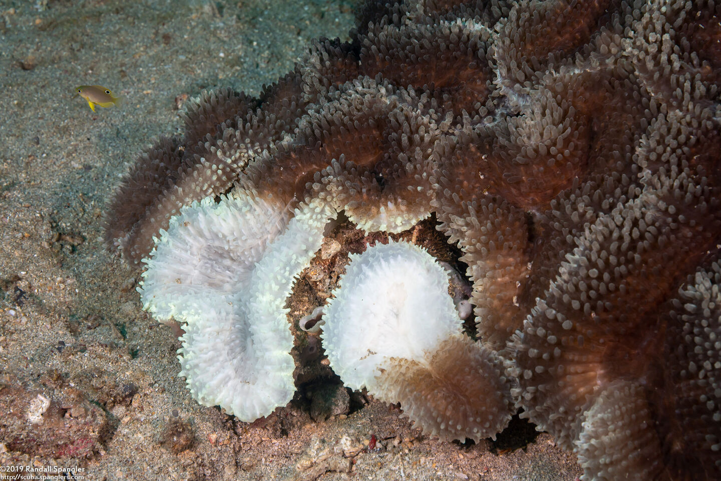 Lobophyllia hemprichii (Lobed Brain Coral)