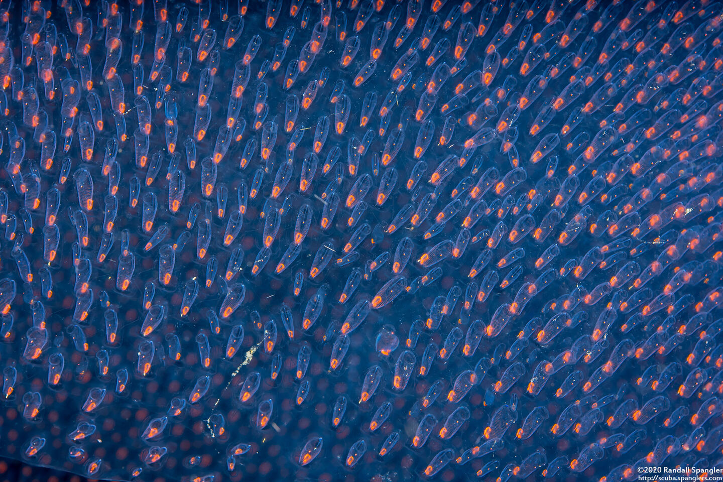 Pyrosoma atlanticum (Pyrosome); Close up of individual tunicates