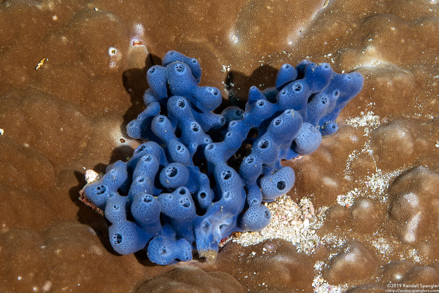 Amphimedon queenslandica (Amphimedon Queenslandica)