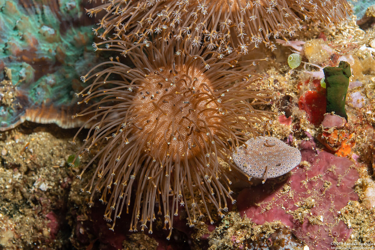 Sarcophyton sp.1 (Mushroom Leather Coral)