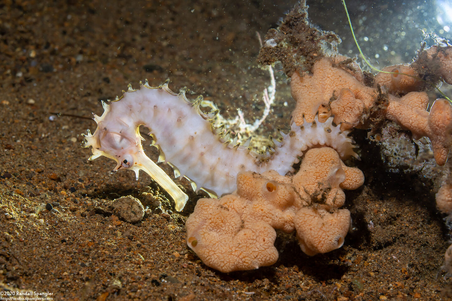 Hippocampus histrix (Thorny Seahorse)