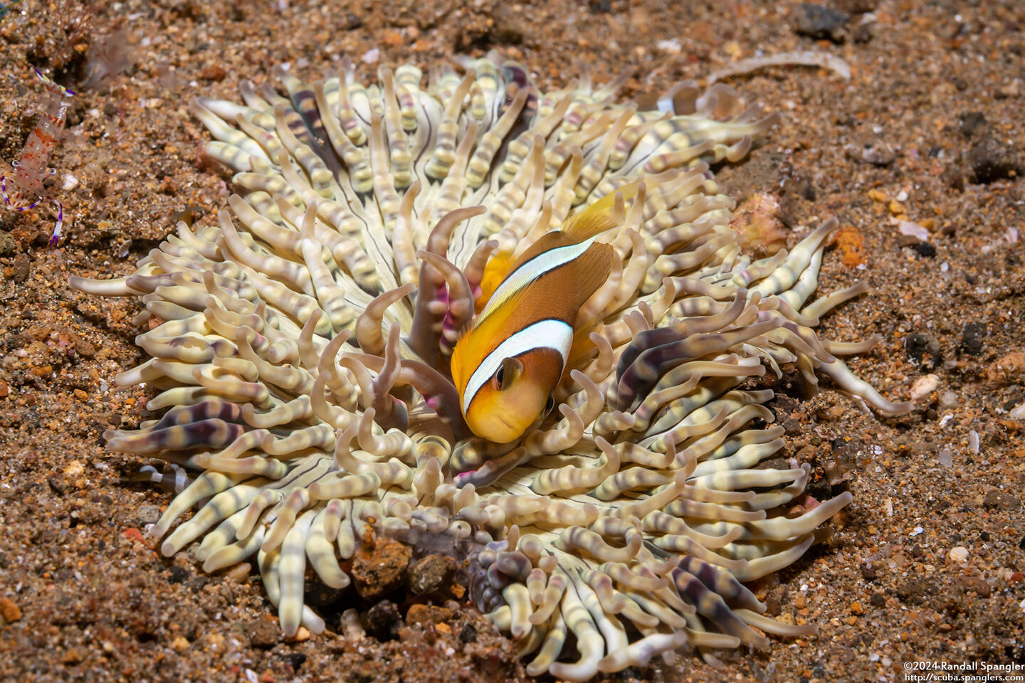 Heteractis aurora (Beaded Sea Anemone)