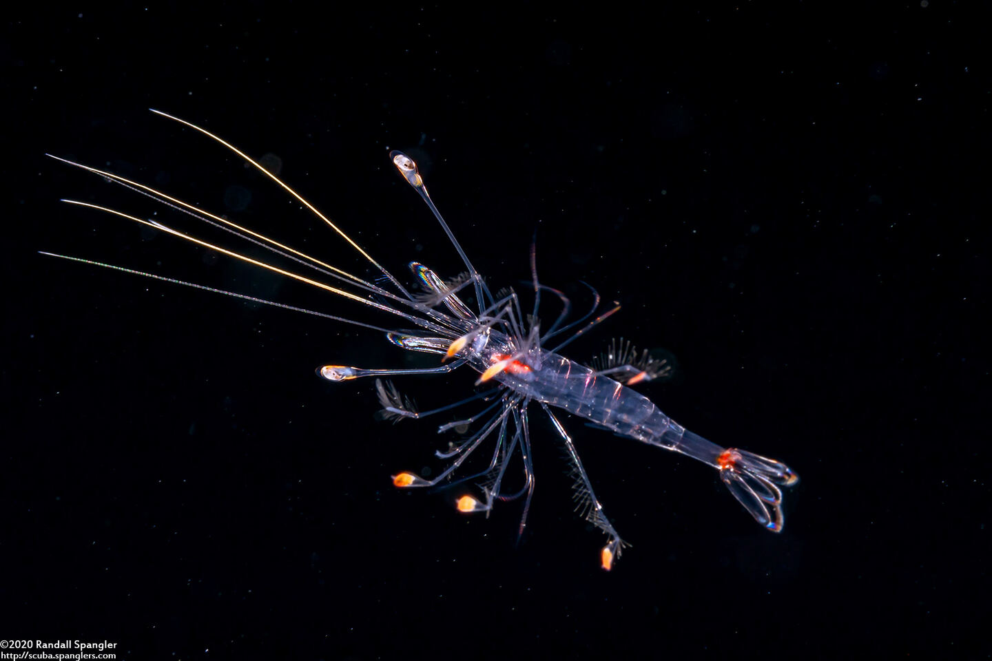 Infraorder Caridea (Larval Shrimp)