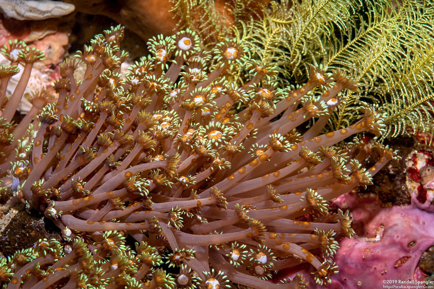 Goniopora cf. djiboutiensis (Goniopora cf. Djiboutiensis)