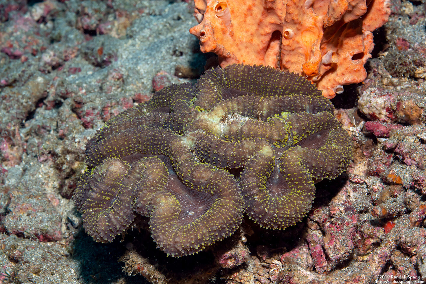 Lobophyllia hemprichii (Lobed Brain Coral)