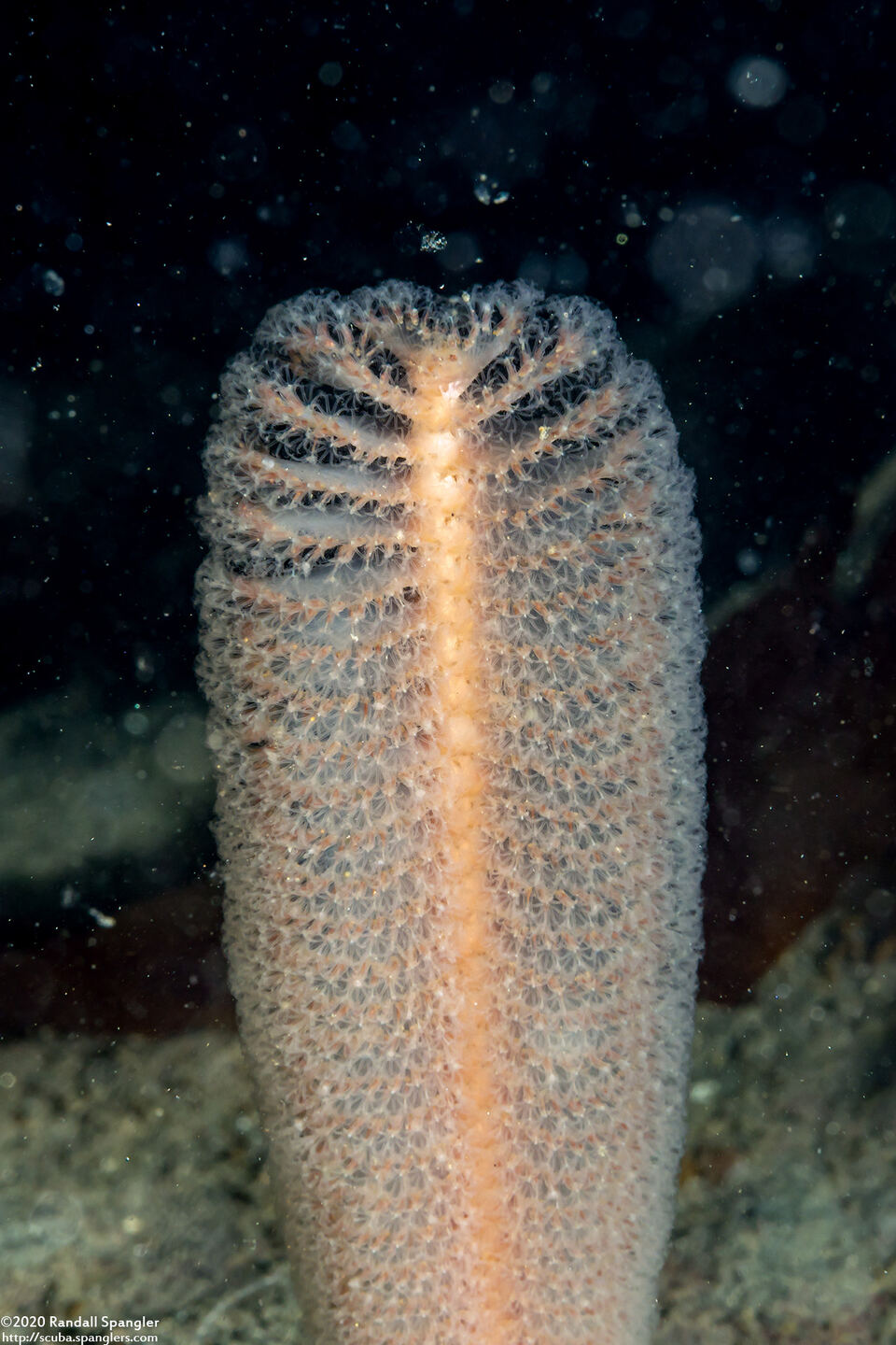 White Sea Pen (Stylatula elongata) Spanglers' Scuba