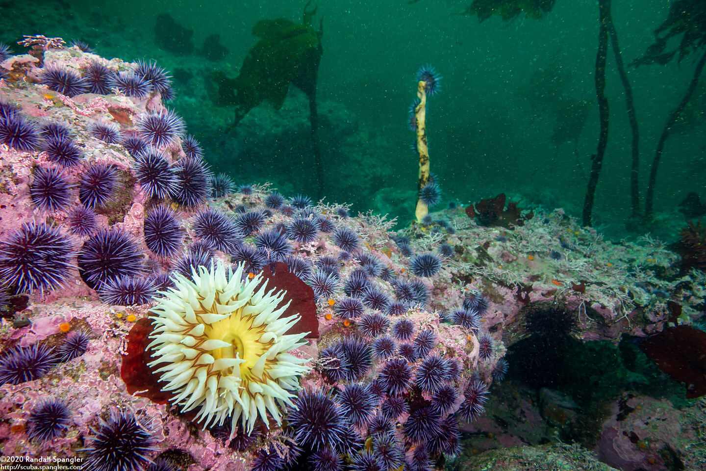 Strongylocentrotus purpuratus (Purple Sea Urchin); Urchins stripping rocks bare